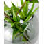 Dahntay Handmade Glass Table Vase-1805221704