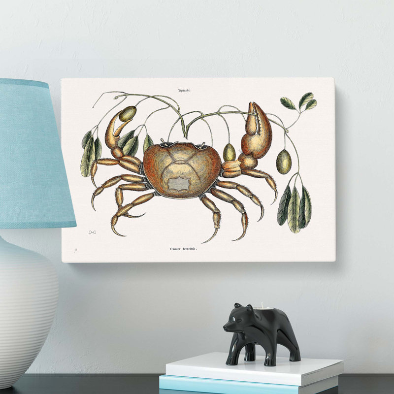 Land Crab by Mark Catesby - Wrapped Canvas, 35cm H x 50cm W x 3cm D