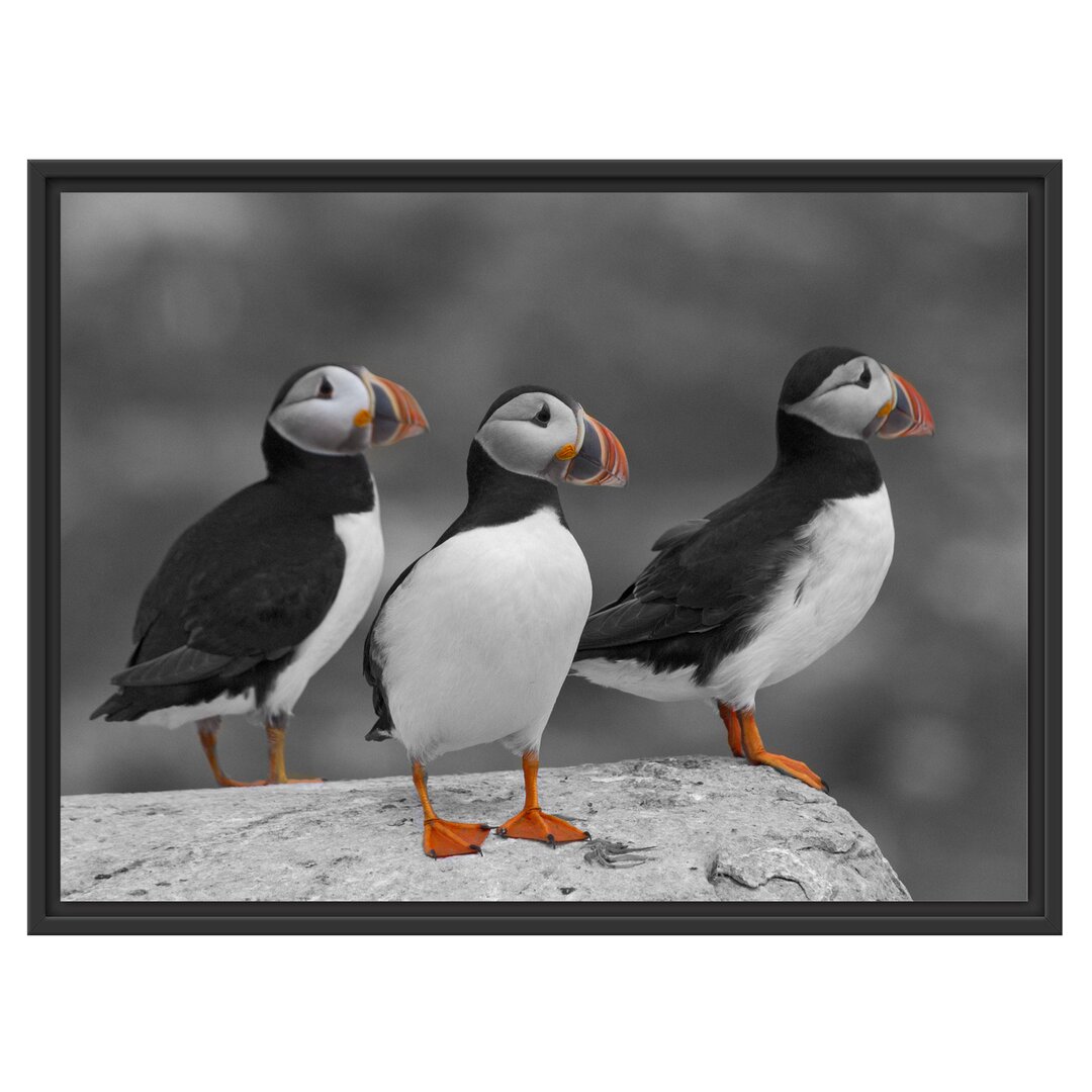 Gerahmtes Poster Elegant Puffins