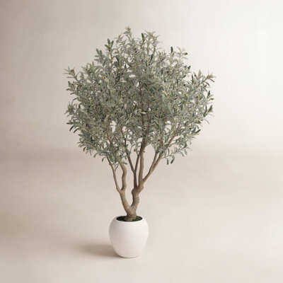 Ashwell Olive Tree in Pot