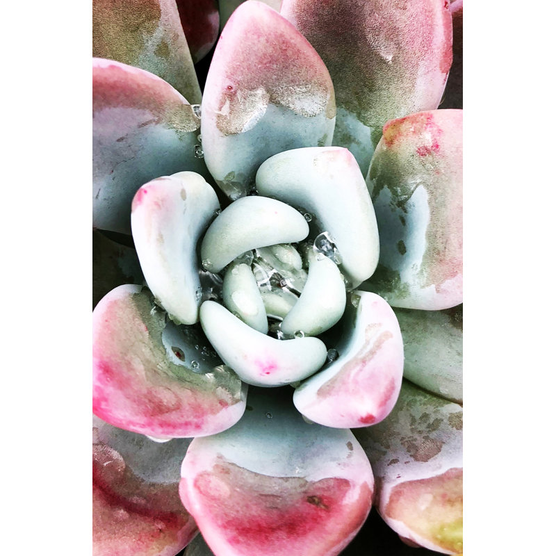 Pastel Succulent Beauty V by Irena Orlov - Photograph Print, 46cm H x 30cm W, Wrapped Canvas
