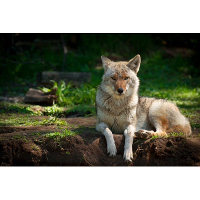 Coyote nord-américain (Canis Latrans) - Photographie sur toile tendue