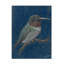 Art sur toile Colibri, thon roux, thon-105652388