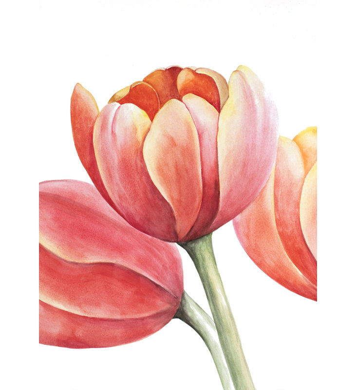 Three Tulips Closeup - Floral Canvas for Home Decor