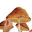 Adhésif décoratif champignon géant