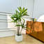 Arbre artificiel 47,24 po Dracaena-1702090471