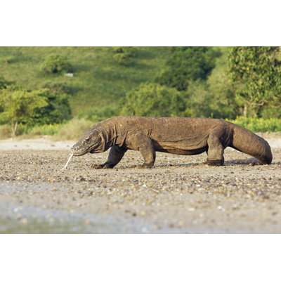 Komodo Dragon - Wrapped Canvas Print