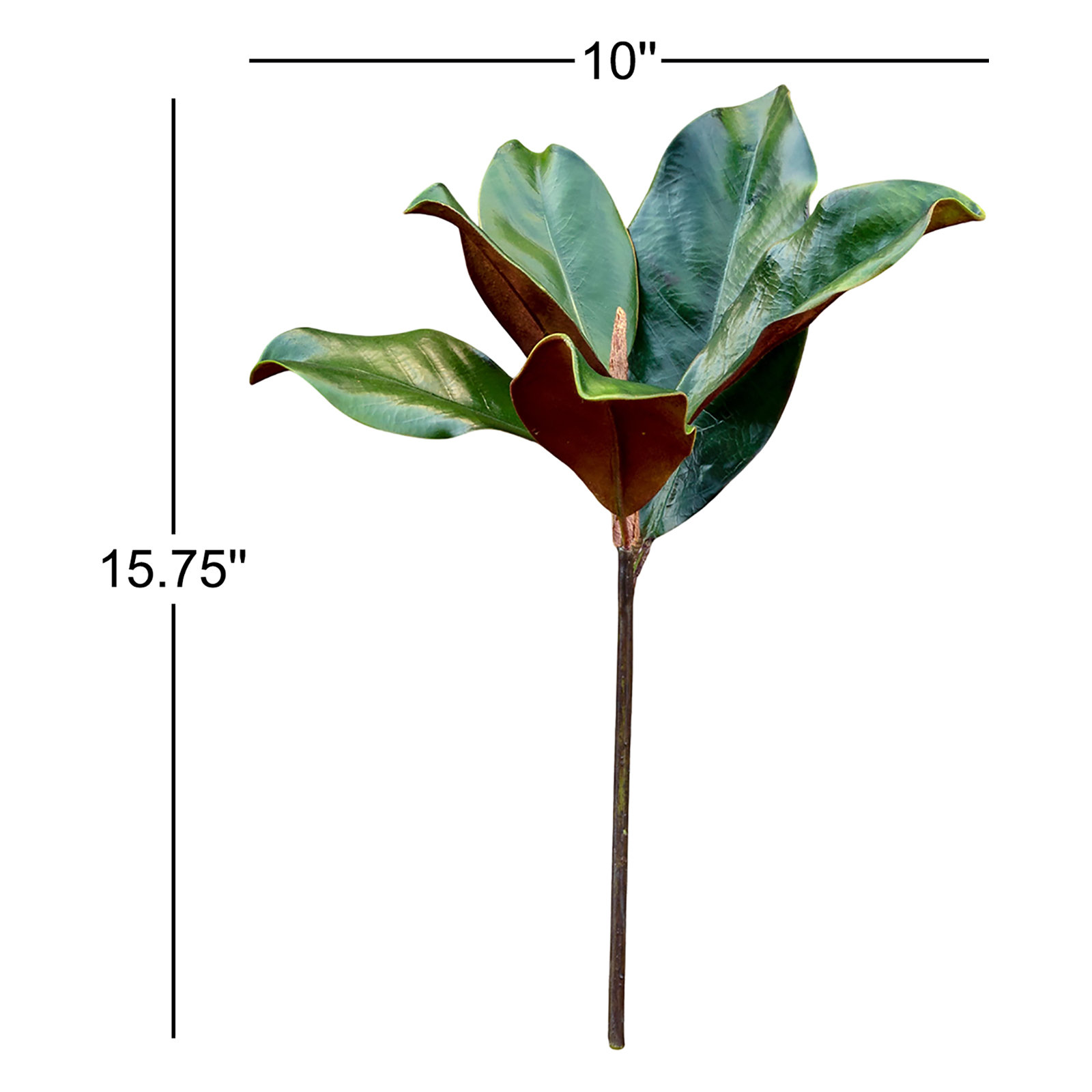 Magnolia Leaf Stems