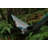 Camping Hammock-86792762-86792734