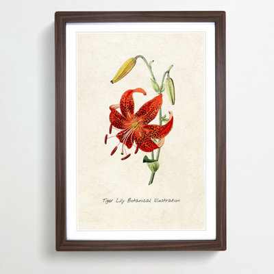 Illustration of a Tiger Lily Flower - Framed Print