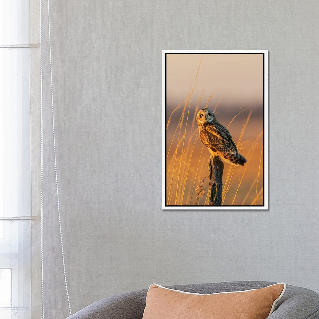 Short-Eared Owl Perched On Fence Post, Prairie Ridge State Natural Area, Marion County, Illinois. von Richard & Susan Da...