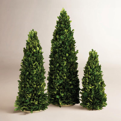 Thisbe 20" Boxwood Plant