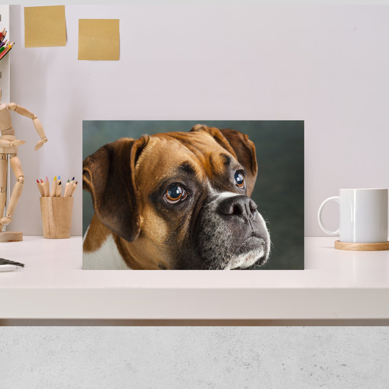 Studio Portrait Of Boxer Dog Abstract Contemporary Wall Art, H 12 po x l 18 po