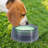 Pet Bowl-98664301