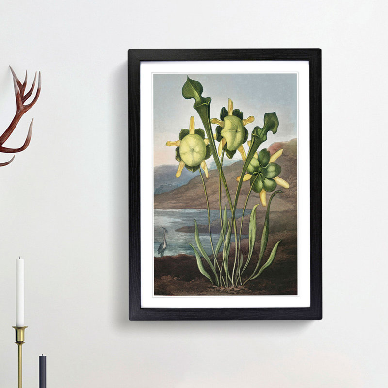 Pitcher Plant by R.J. Thornton - Picture Frame Painting Print, 36cm H x 27cm W x 2cm D, Black Framed