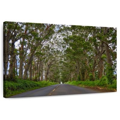 Mehar Kauai Tree Tunnel
