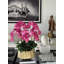 Helena Boat Planter With Phaleanopsis Orchids-387316239
