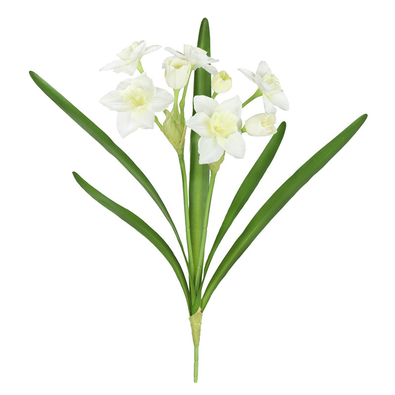 Tulipes, Blanc crème