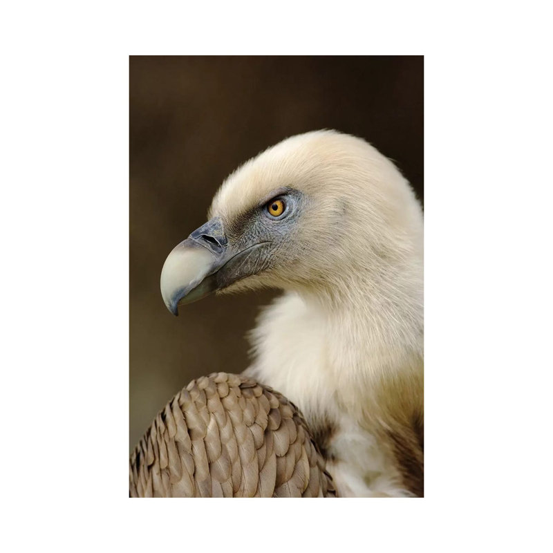 Griffon V 1 Piece Wrapped Canvas Wall Art, 20.32 cm H x 30.48 cm W