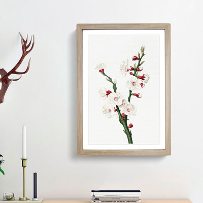 Apricot Flower by Giorgio Gallesio - Single Picture Frame Painting