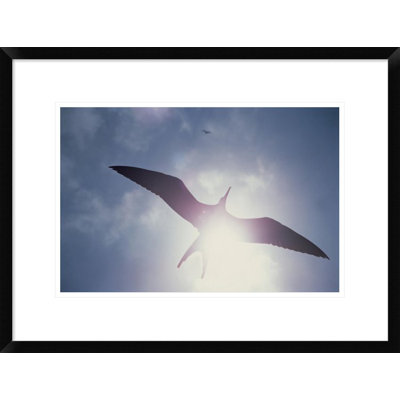" Great Frigatebird Juvenile Flying, Galapagos Islands, Ecuador "