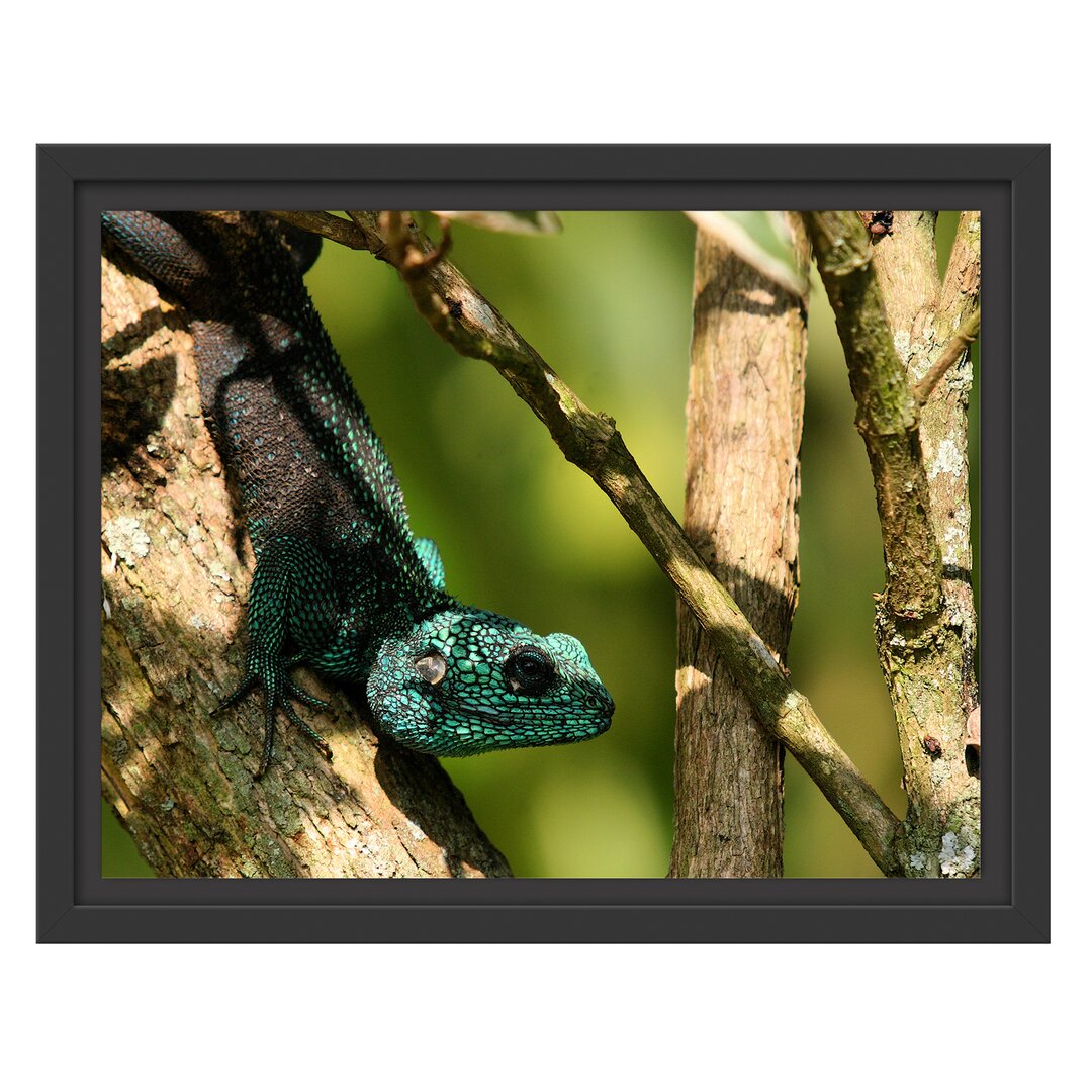 Gerahmtes Wandbild Agama auf Baum Ast