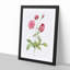 China Roses in Pink by Pierre-Joseph Redoute - Picture Frame Painting Print-55545993-55545994