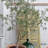 1 gal. Olive Tree