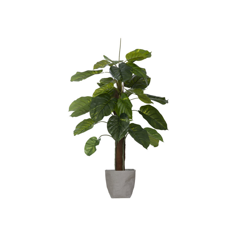 Panama Foliage Tree in Planter
