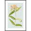Forget Me Not 3 Framed Print-873283142