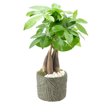 Arcadia Garden Products Live Money Tree (Pachira Aquatica) (Jade Plant) Plant in Ceramic Planter