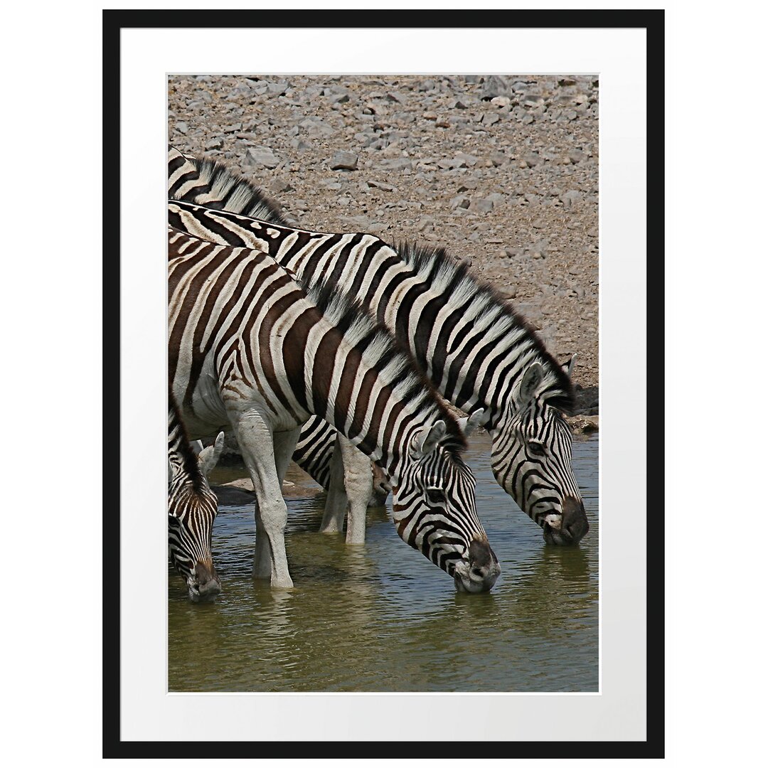 Gerahmtes Poster Zebraherde an einem Wasserloch