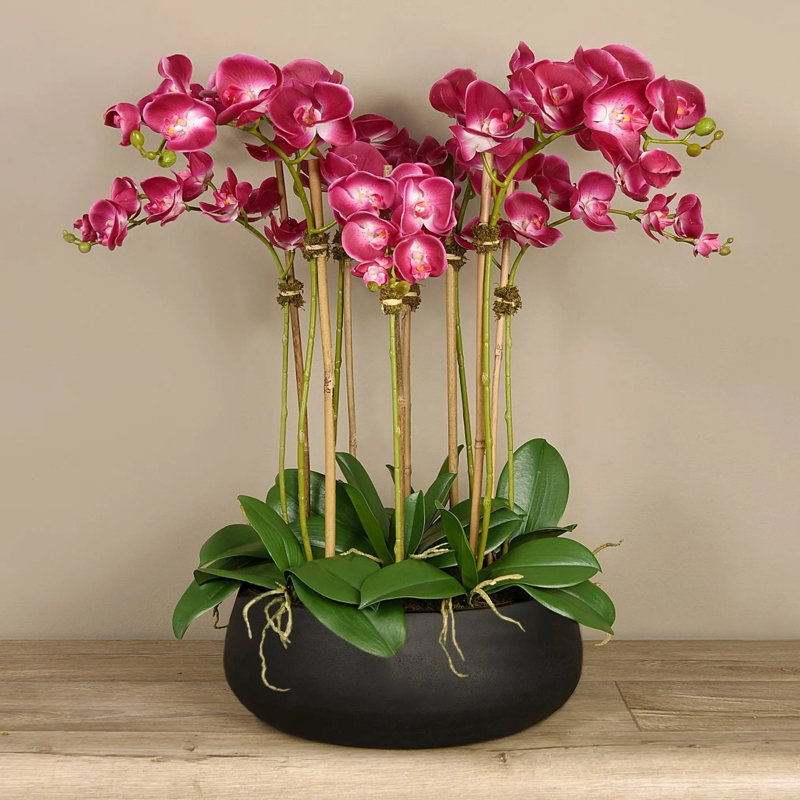 Arrangement floral orchidée en pot, Rose, Noir, 24 po x 18 po