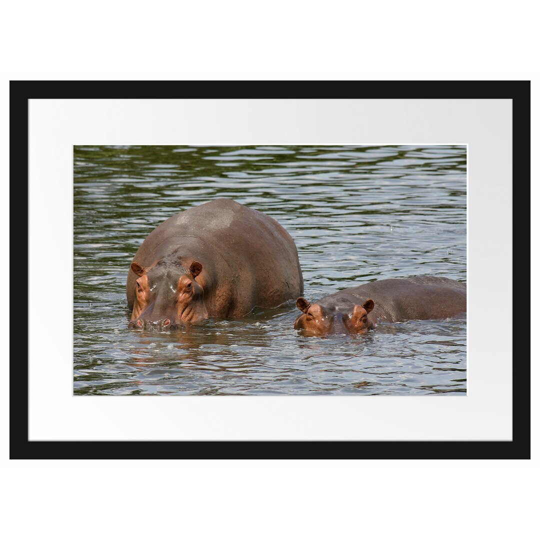 Gerahmtes Poster Zwei Flusspferde im hohen Wasser