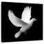 Colombe blanche Brampt-109214539