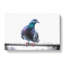 Pigeon Bird On A Wire - Wrapped Canvas-55325008