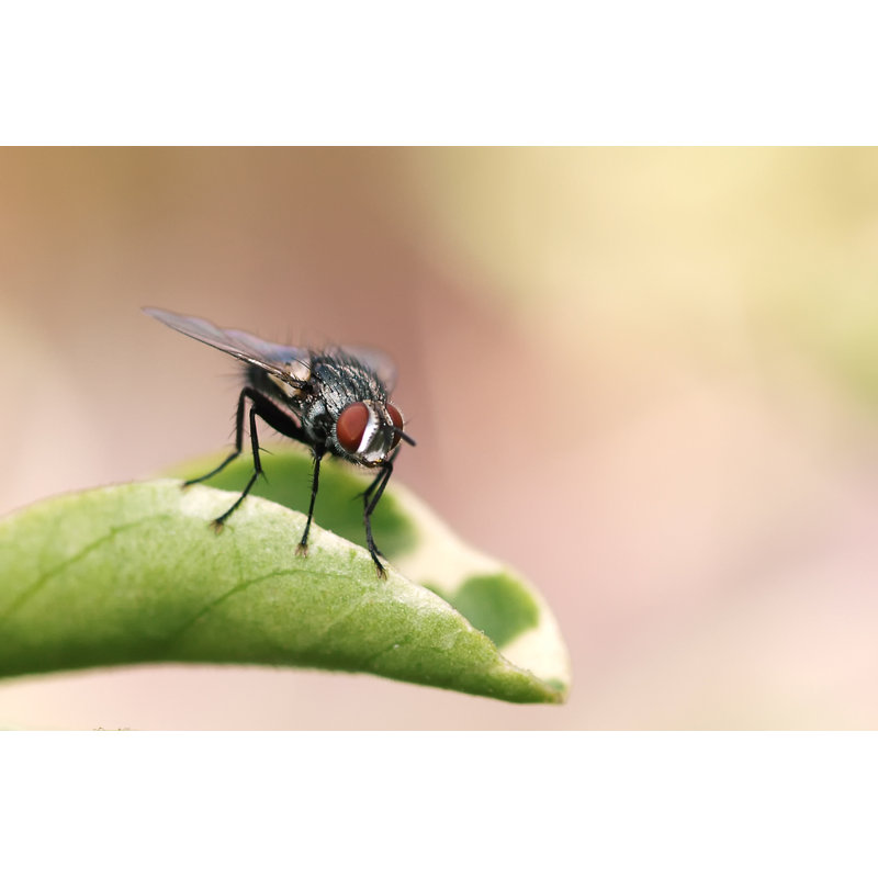 Emigsville House Fly - Wrapped Canvas Print, 20cm H x 30cm W x 3.8cm D
