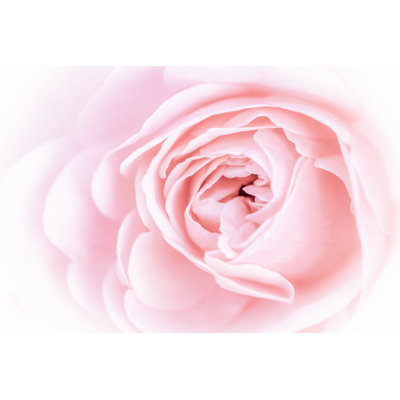 Jolies fleurs roses I