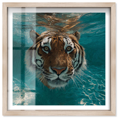 Décoration murale tigrée Aqua Tiger I Shadowbox par Notoriart, cadre blond, 25 x 25