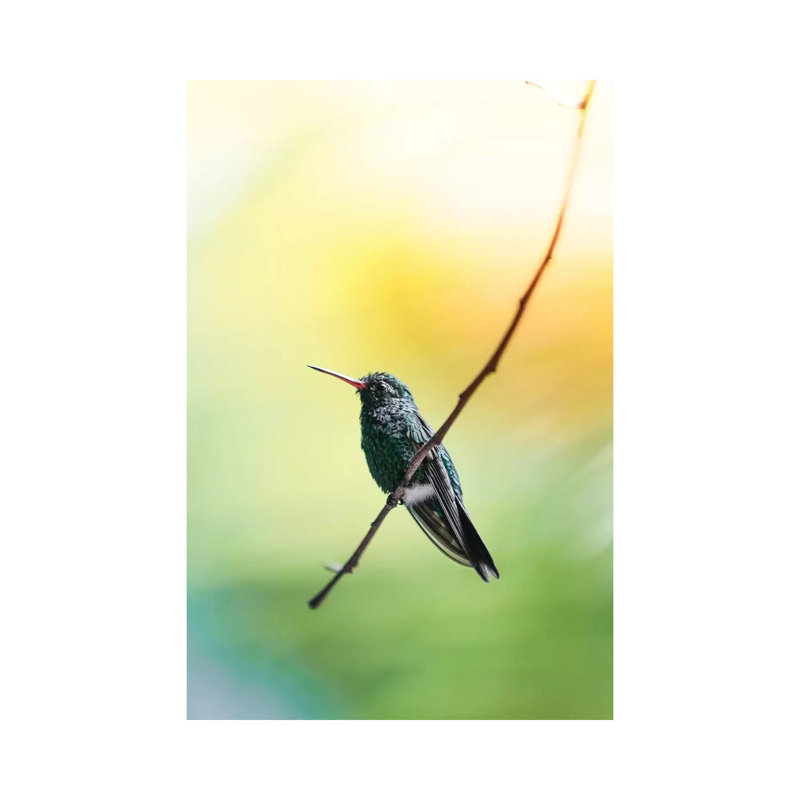 Hummingbird Of Honduras Luke Anthony Gram Animals by Luke Anthony Gramme - Wrapped Canvas Print, 20.32 cm H x 30.48 cm W