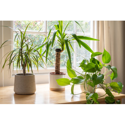 " House Plants "