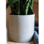 Plante de serpent en pot-1664396182