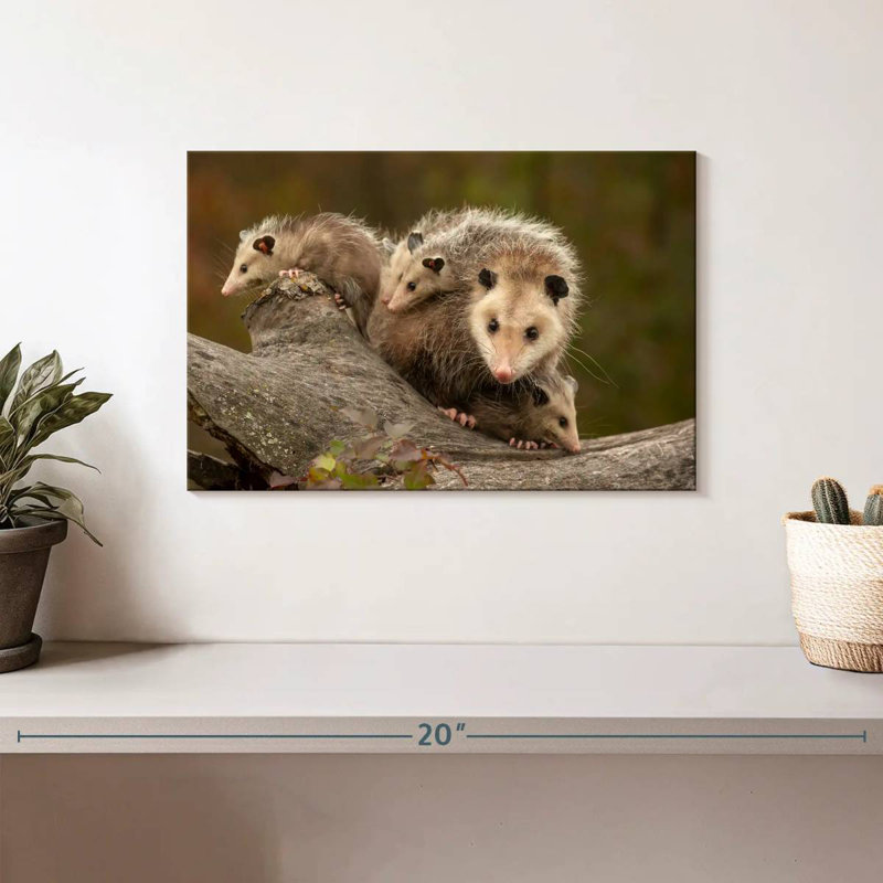 Famille Opossum, H 8 po x l 12 po