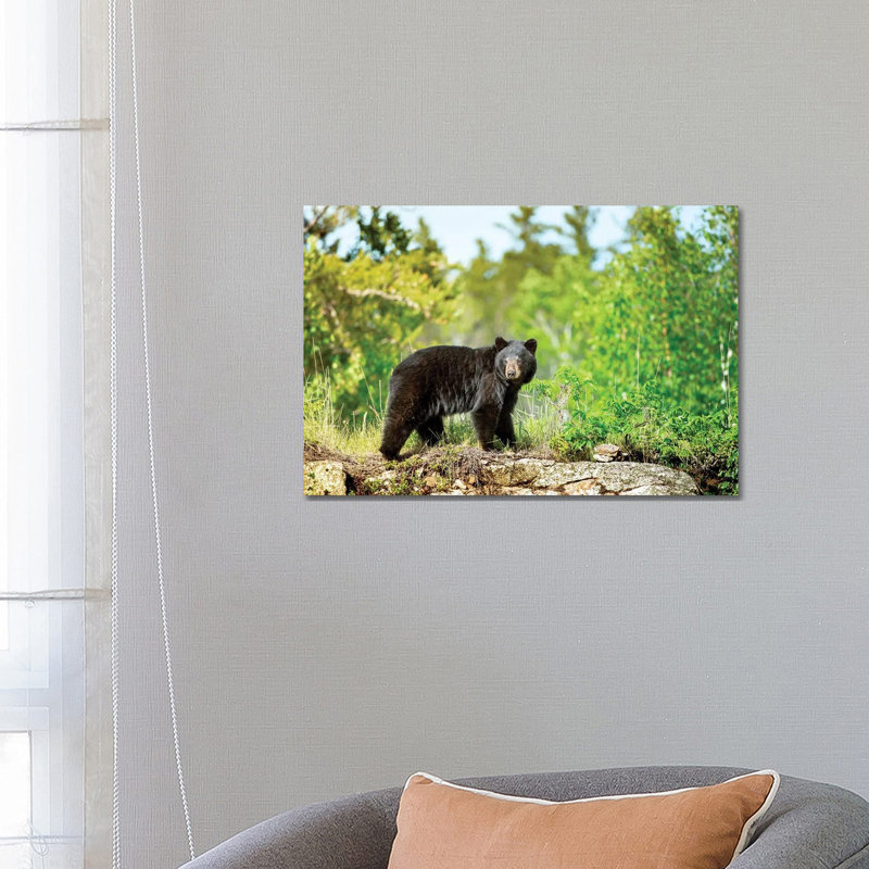 Un ours noir sur le rocher, H 18 po x l 26 po x P 1,5 po