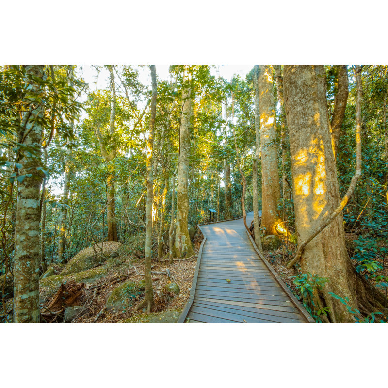 Lamington National Park by Dagut - Wrapped Canvas Print, 61cm H x 91cm W x 3.8cm D