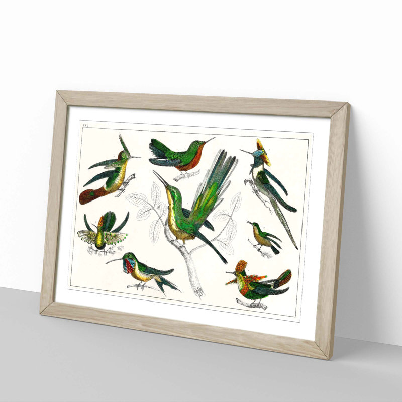 Collection of Hummingbirds XXV by Oliver Goldsmith - Picture Frame Painting, 48cm H x 65cm W x 2cm D, Oak Framed