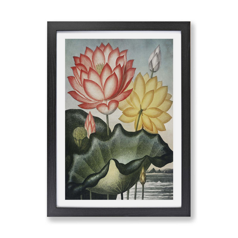 Water Lilies - Framed Print, 33cm H x 45cm W x 2cm D, Black