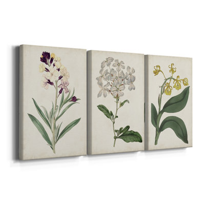 Collection Antique Botanical Collection VII - Toile tendue sur mesure - 3 pièces