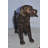 Leamington Golden Retriever dog bronze statue - Size: 26"L x 7"W x 16"H. 