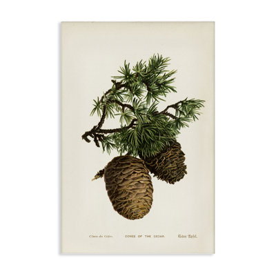  Cedar Tree Pinecones Canvas Wall Art by Tina Higgins Designs, Inc.